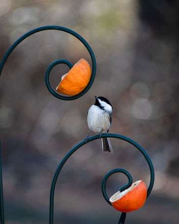 A black capped chickadee, inspecting some orange slices.