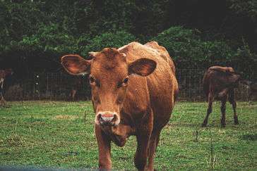 A photo of a beautiful brown cow, with another cow in the background.  