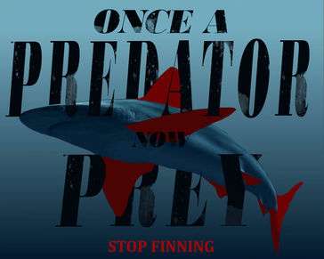 A shark swimming, with the words "once a predator, now prey"