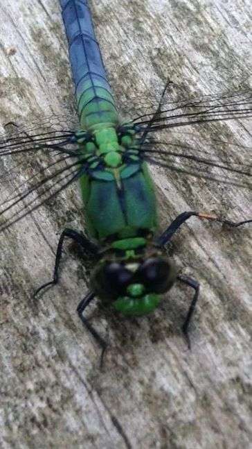Close up image of a dragonfly, positioned on top of a worn piece of wood. 