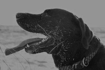 Close up, black and white photo of a Black Lab on the beach with his tongue out.  