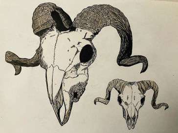 Two drawings of ram skulls.